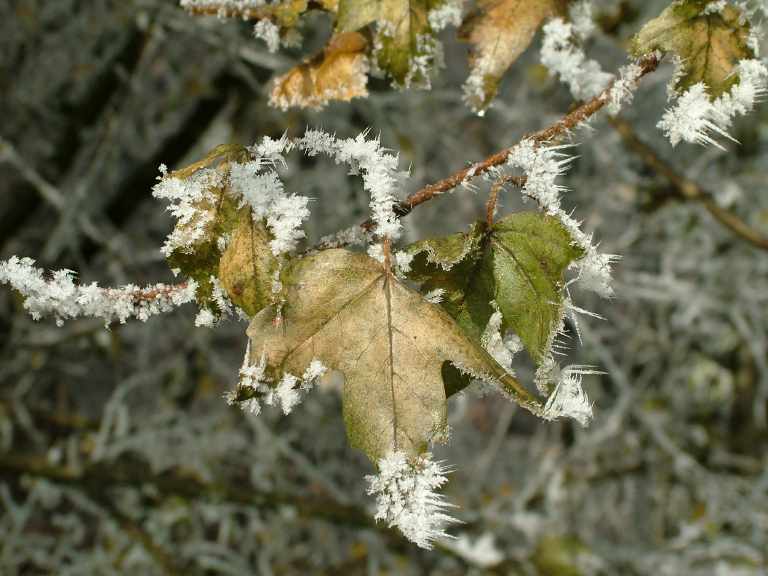 Dentenberg_08